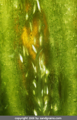 Kiwi under the microscope microscopic food photography art photo microscopy artwork